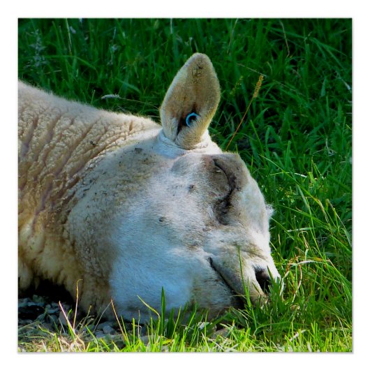 SCHUHE POSTER (Vorderseite)