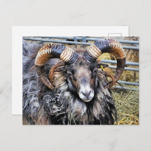 SCHUHE POSTKARTE (Vorne/Hinten)