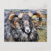 SCHUHE POSTKARTE (Vorderseite)