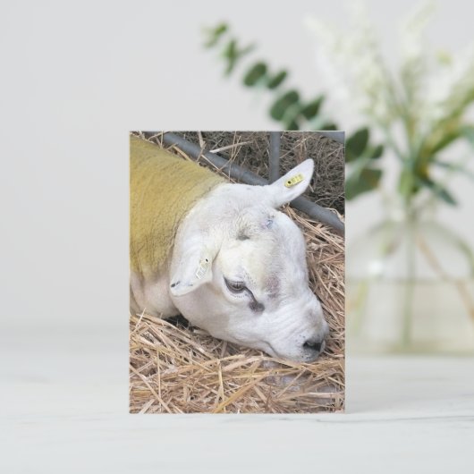 SCHUHE POSTKARTE (Stehend Vorderseite)