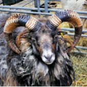 SCHUHE QUADRATISCHE WANDUHR