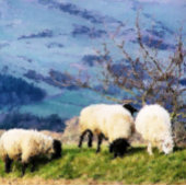 SCHUHE SCHNEIDEBRETT