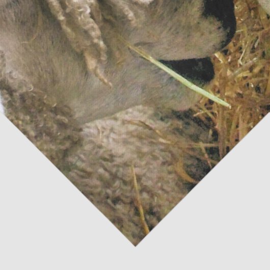 SCHUHE SEIDENPAPIER (Detail)