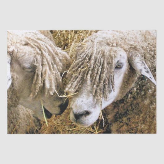 SCHUHE SEIDENPAPIER (Vorderseite)