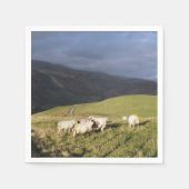 SCHUHE SERVIETTE (Vorderseite)