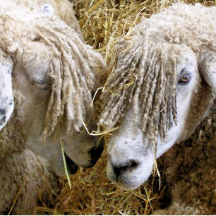 SCHUHE TISCHTENNISBALL