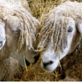 SCHUHE TISCHTENNISBALL