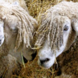 SCHUHE VERSILBERTE KETTE<br><div class="desc">Zwei schöne Cotswold Schafe fotografierten in einem lustigen und humorvollen Moment,  in dem sie miteinander sprachen. Cotswold Schafe stammen aus den Cotswolds in England und werden für ihre Wolle und Fleisch gezüchtet. Sie haben lange Fleecen mit fast goldener Note.</div>