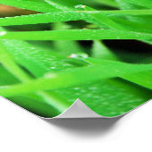 Schuhgras Poster (Ecke)