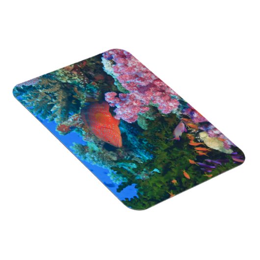 Schulbildung Fairy Basslets (Pseudanthias Magnet (Rechte Seite)