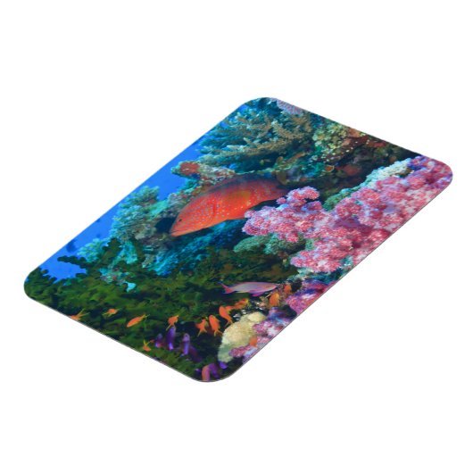 Schulbildung Fairy Basslets (Pseudanthias Magnet (Linke Seite)