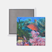 Schulbildung Fairy Basslets (Pseudanthias Magnet (Vorderseite/Rückseite)