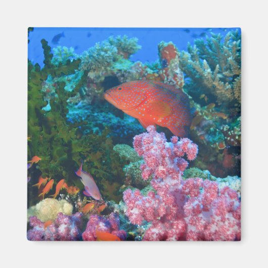 Schulbildung Fairy Basslets (Pseudanthias Magnet (Vorne)