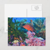 Schulbildung Fairy Basslets (Pseudanthias Postkarte (Vorne/Hinten)
