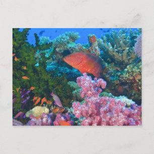 Schulbildung Fairy Basslets (Pseudanthias Postkarte