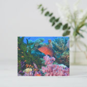 Schulbildung Fairy Basslets (Pseudanthias Postkarte (Stehend Vorderseite)