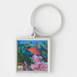 Schulbildung Fairy Basslets (Pseudanthias Schlüsselanhänger