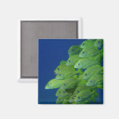 Schule der bluestripted und marginalisierten Grunt Magnet (Vorderseite/Rückseite)