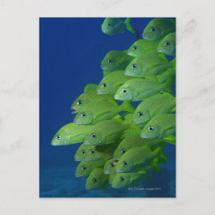 Schule der bluestripted und marginalisierten Grunt Postkarte