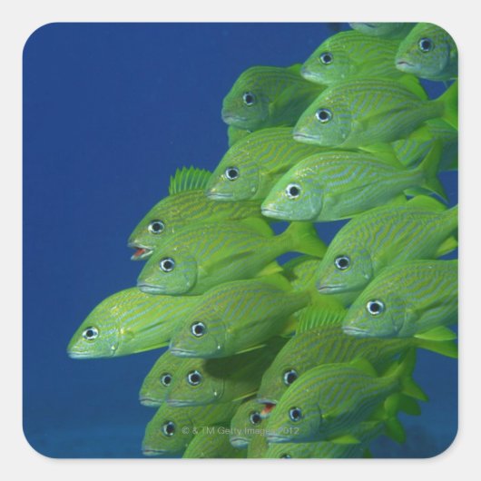 Schule der bluestripted und marginalisierten Grunt Quadratischer Aufkleber (Vorderseite)