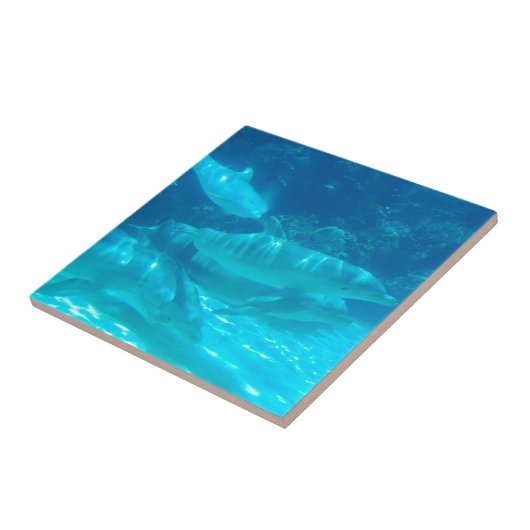 Schule der Delphin-Fliese Fliese (Seite)