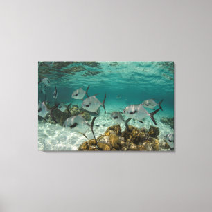 Schule der erlaubten Fische Leinwanddruck