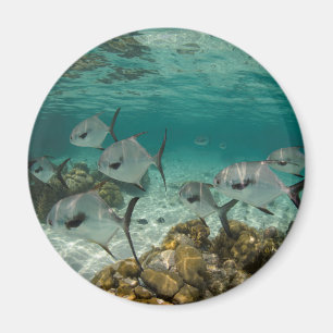Schule der erlaubten Fische Magnet
