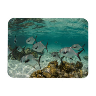 Schule der erlaubten Fische Magnet