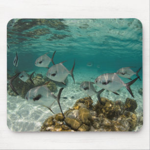 Schule der erlaubten Fische Mousepad