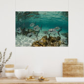 Schule der erlaubten Fische Poster (Küche)