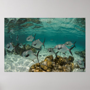 Schule der erlaubten Fische Poster