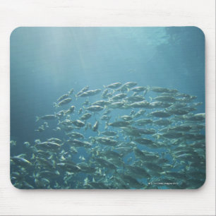 Schule der Fische, Nassau, Bahamas Mousepad