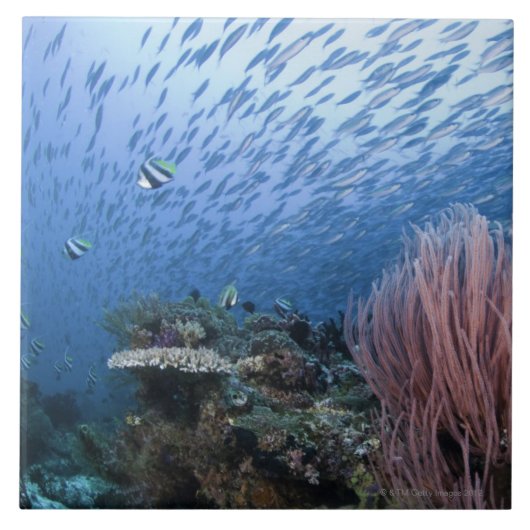 Schule der Fische über Riff Fliese (Vorderseite)