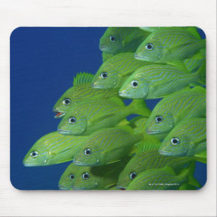 Schule der Franzosen bluestriped und des margate Mousepad