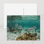 Schule der Permit-Fische Postkarte (Vorne/Hinten)