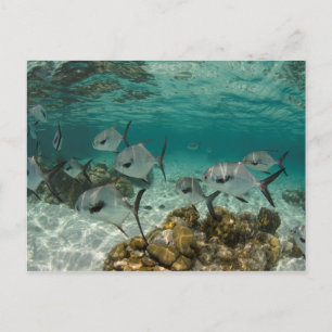 Schule der Permit-Fische Postkarte