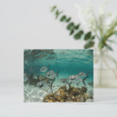 Schule der Permit-Fische Postkarte (Stehend Vorderseite)