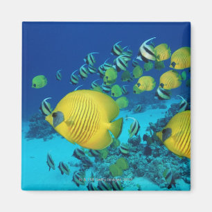 Schule der Schmetterlings-Fisch-Schwimmens auf dem Magnet