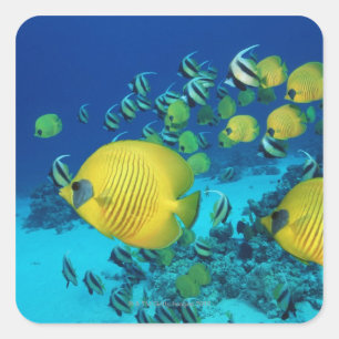 Schule der Schmetterlings-Fisch-Schwimmens auf dem Quadratischer Aufkleber