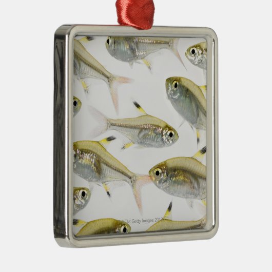 Schule der Tetra- Fische des Röntgenstrahls Silbernes Ornament (Rechts)