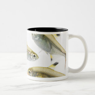 Schule der Tetra- Fische des Röntgenstrahls Zweifarbige Tasse