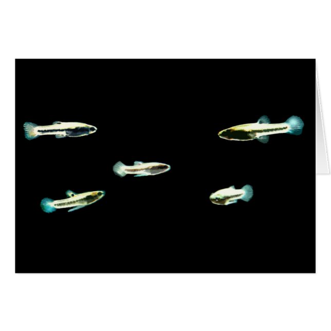 Schule des am wenigsten Killifischen (Vorderseite (Horizontal))