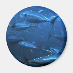 Schule des Gelbflossen-Thunfischs Magnet