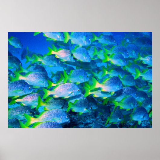 Schule für Schnapper Poster (Vorne)