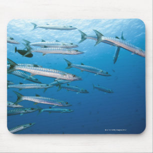 Schule von blackfin Barracuda (Sphyräna qenie) Mousepad