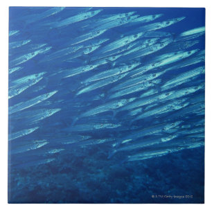 Schule von Fischen 11 Fliese