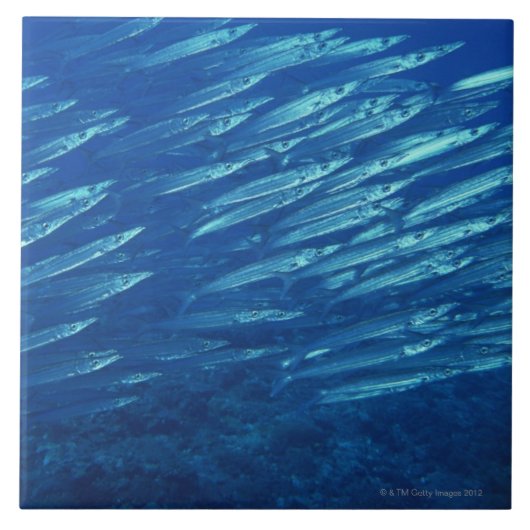 Schule von Fischen 11 Fliese (Vorderseite)