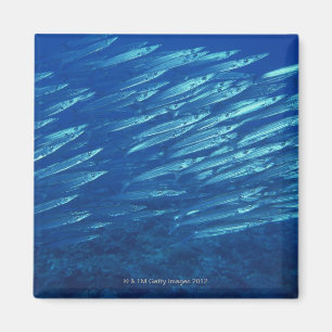 Schule von Fischen 11 Magnet