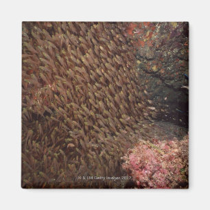 Schule von Fischen 2 Magnet