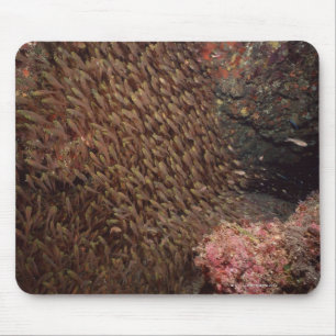 Schule von Fischen 2 Mousepad